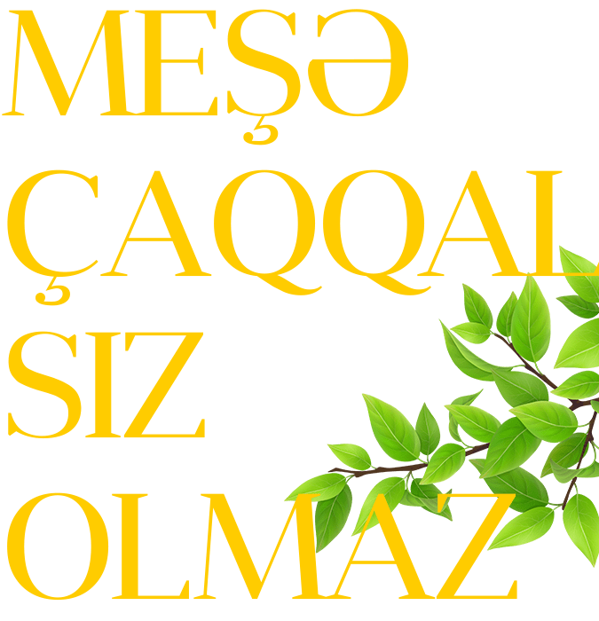 Meşə çaqqalsız olmaz