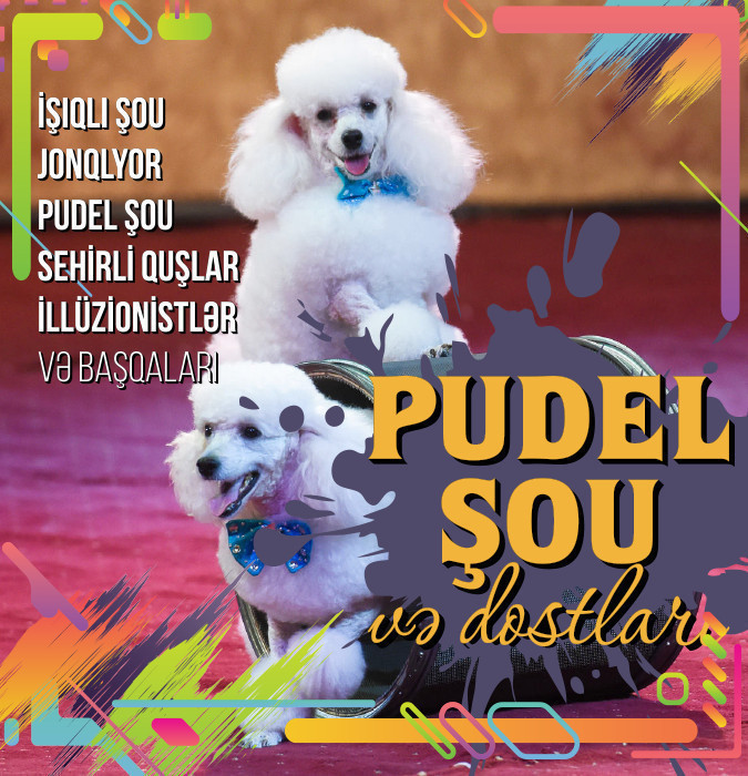 Poodle show and friends