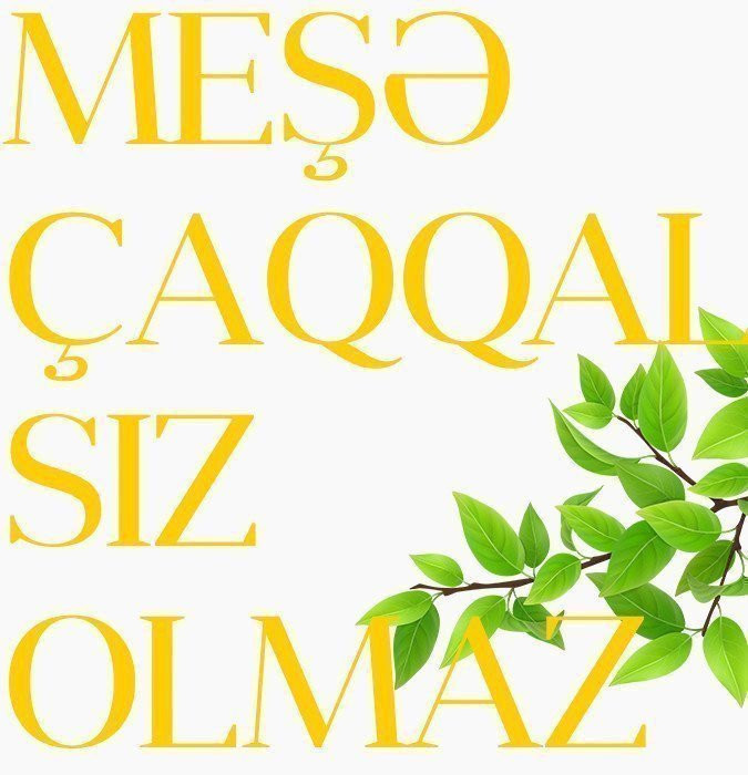 Meşə çaqqalsız olmaz