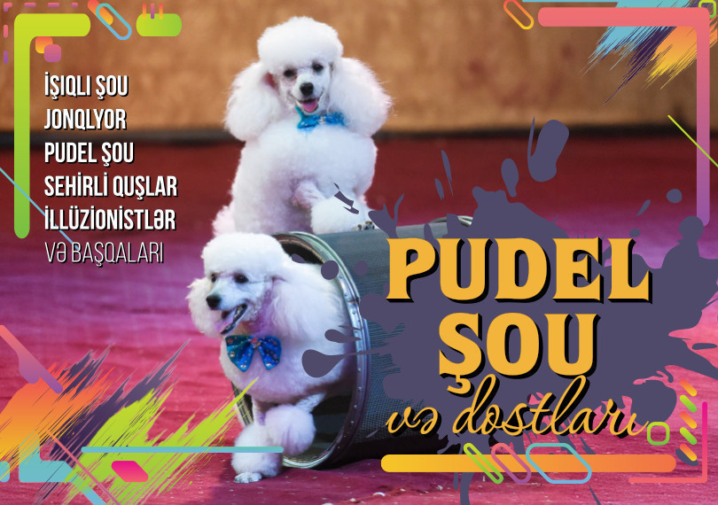 Poodle show and friends