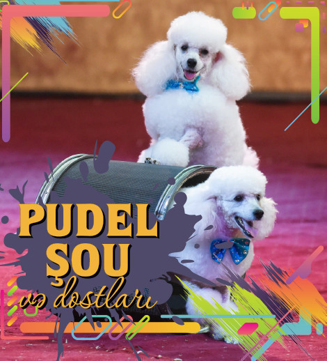 Poodle show and friends