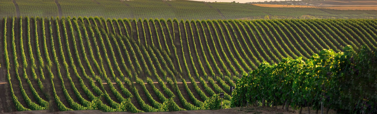 Şamaxı şəhəri, Meysəri kəndi