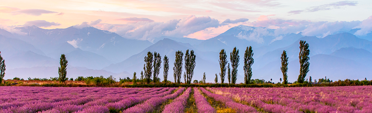 Gabala Essenso Lavender field